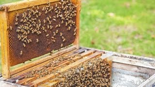 Apiculture  lorganisation des abeilles dans la ruche  Truffaut [upl. by Davida]