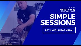 Secrets To Leash Work With Your Dog amp More With Cesar [upl. by Annasoh]