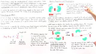 Protein Kinase A PKA [upl. by Elodea195]