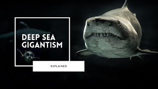 Deep Sea Gigantism Explained [upl. by Georg]