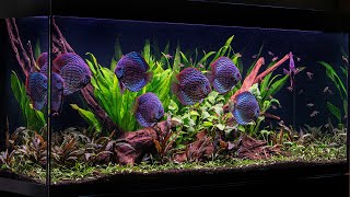 The Discus Aquascape  50 Day Update  New Fish [upl. by Lemay]