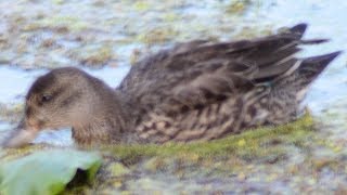 Greenwinged Teal Call [upl. by Netsua]