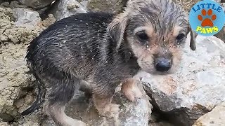 Heartbreaking Video Rescue Abandoned Homeless Puppies [upl. by Waligore]