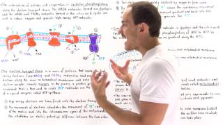 Introduction to Oxidative Phosphorylation [upl. by Reynold]