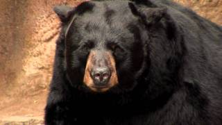 Zoo View Black BearCincinnati Zoo [upl. by Mikaela]