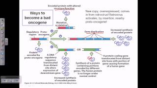 Oncogenes and Tumor Suppressor Genes [upl. by Thistle]