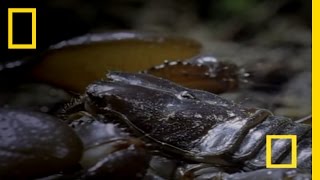 Emperor Scorpion  National Geographic [upl. by Dirrej]