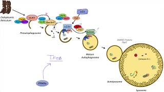 Cytokines and cytokine receptors [upl. by Niwre892]