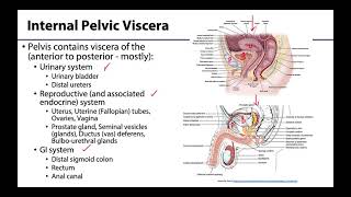 Pelvic Viscera Peritoneum  Learning Objectives [upl. by Aicyle]