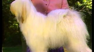 Tibetan Terrier  AKC Dog Breed Series [upl. by Nale]