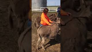 Riding the donkey Fun at farm [upl. by Anigar]