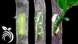 Grafting Citrus Trees  Bud Grafting Successfully [upl. by Anileme]