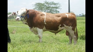 Características del Ganado Simmental TvAgro por Juan Gonzalo Angel [upl. by Ainirtac]