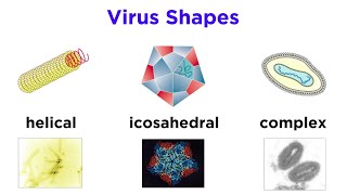 Introduction to Virology and Viral Classification [upl. by Eninaej644]