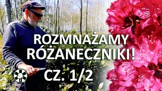 Rozmnażanie różaneczników przez odkłady cz 12 [upl. by Drucilla]