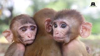 Orphaned Baby Monkeys at Wildlife SOS [upl. by Nived]