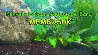 Penyebab Daun Mudah Busuk Pada Aquascape Baru Terkuak  Cryptocoryne [upl. by Dominik]