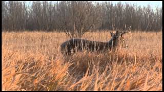 Why You Should Hunt From a Ground Blind  Deer Hunting [upl. by Affay740]