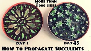 How to Propagate Succulents Fast n Easy [upl. by Yetnom]