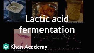 Lactic acid fermentation  Cellular respiration  Biology  Khan Academy [upl. by Mairhpe723]