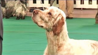 The English Setter  Bests of Breed [upl. by Baum]