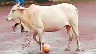 Ozzy Man Reviews Soccer Cow [upl. by Kennan]