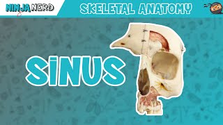 Sinus Skull Anatomy [upl. by Matta]