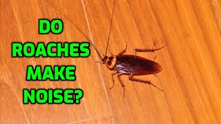 Do Roaches Make Noise [upl. by Baillie]