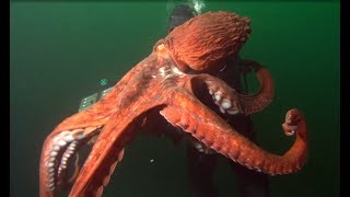 Facts The Giant Pacific Octopus [upl. by Smallman]