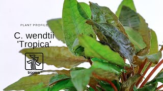 Cryptocoryne wendtii Tropica [upl. by Desdamonna759]