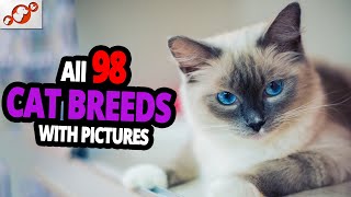 🐈 All Cat Breeds AZ With Pictures all 98 breeds in the world [upl. by Allissa]