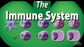 The Immune System Overview Animation [upl. by Etnaled]