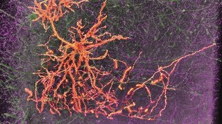 Neurons amp Synapses [upl. by Nosrak]