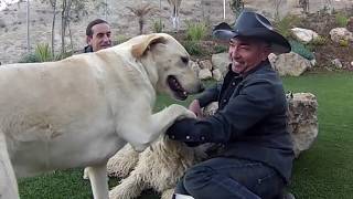 PERRO ATACO CESAR MILLAN ENCANTADOR PERROS  BcnXico77 [upl. by Ahseyk]