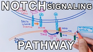 Mechanism of NOTCH SIGNALING PATHWAY [upl. by Erikson]