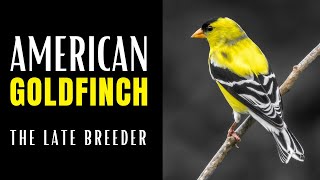 AMERICAN GOLDFINCH  The Late Breeder [upl. by Lucretia]