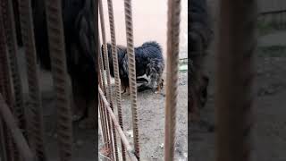 Aggressive Tibetan Mastiff Hungry and Angry [upl. by Eitten]