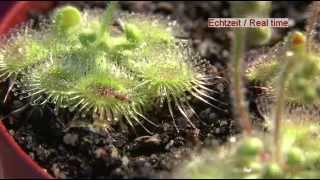 Carnivorous Plant Drosera Glanduligera Use Tentacles To Capture Insect [upl. by Lissa]