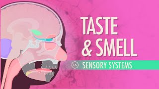 Taste amp Smell Crash Course Anatomy amp Physiology 16 [upl. by Bryant]