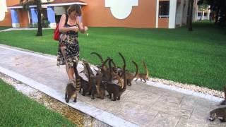 Feeding coatis in Mexico [upl. by Zeph]