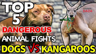 Dog Vs Kangaroo  Wild Animals Fights [upl. by Enelrahc]