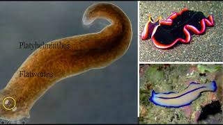 Flatworms Roundworms and Arthropods [upl. by Zobkiw]