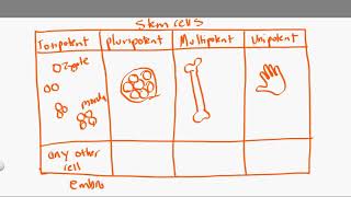 totipotent vs pluripotent vs multipotent vs unipotent [upl. by Niwhsa]