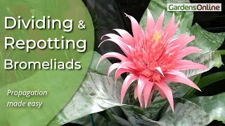 Dividing and RePotting Bromeliads [upl. by Stephan]