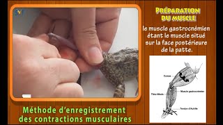 Méthode denregistrement des contractions musculaires [upl. by Irem920]