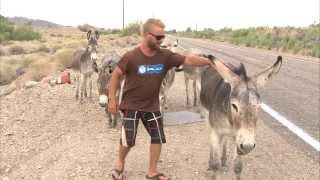 Man tries to ride wild donkey [upl. by Dar772]