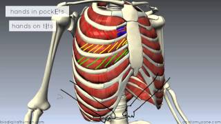 Muscles of the Thoracic Wall  3D Anatomy Tutorial [upl. by Ivzt]