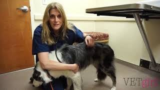 VETgirl Video  How to perform a physical exam [upl. by Shaylynn72]