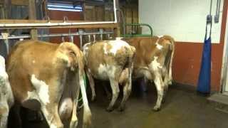 Old Silvana Creamery raw milk dairy Silvana Washington part 1 [upl. by Yhtimit642]