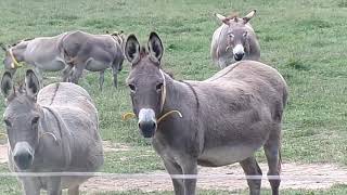 Livestock Guardians the Donkey [upl. by Diogenes841]